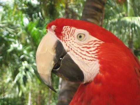 20060121100559   Red Toucan Head